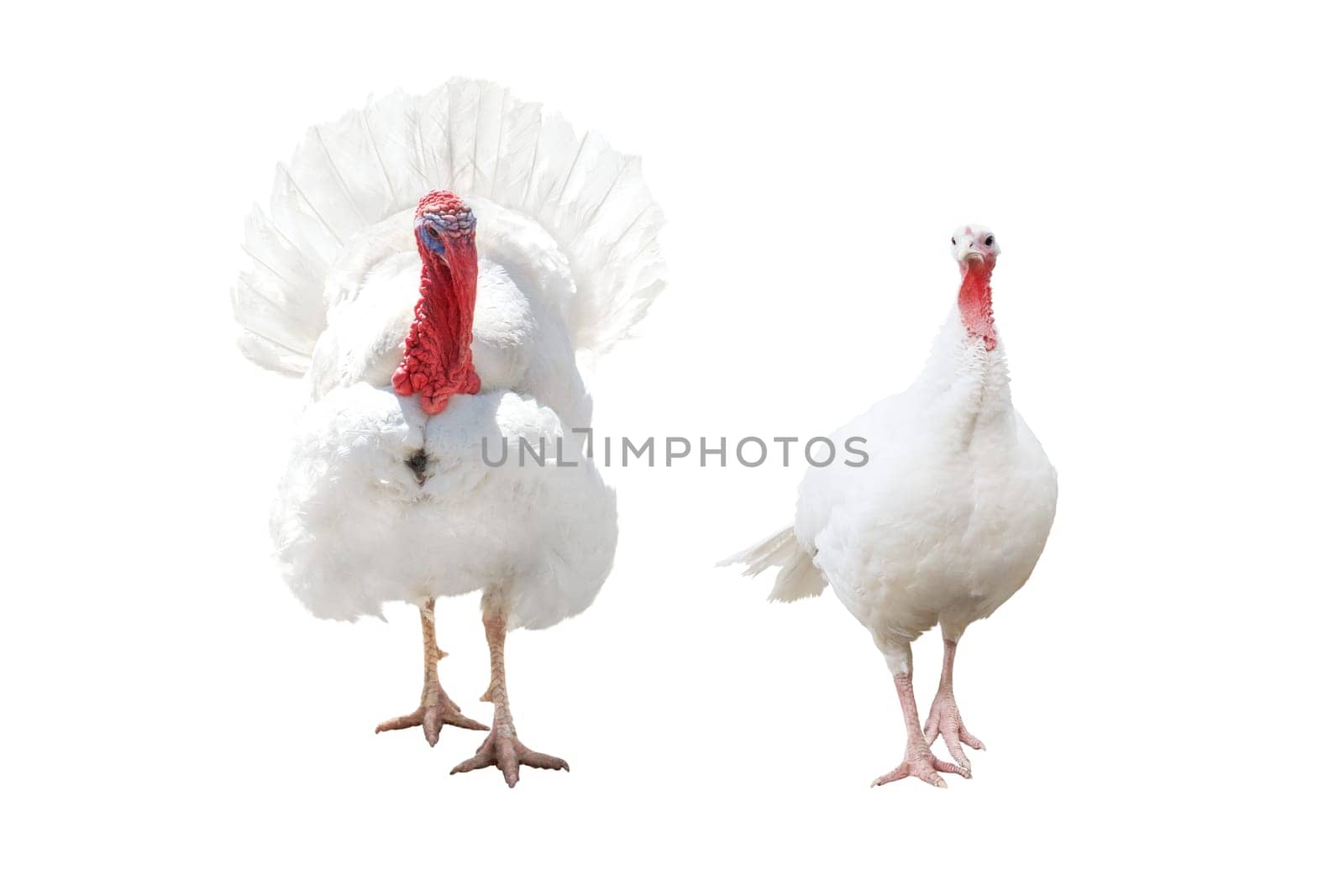 he and she turkey isolated on white , Thanksgiving Day