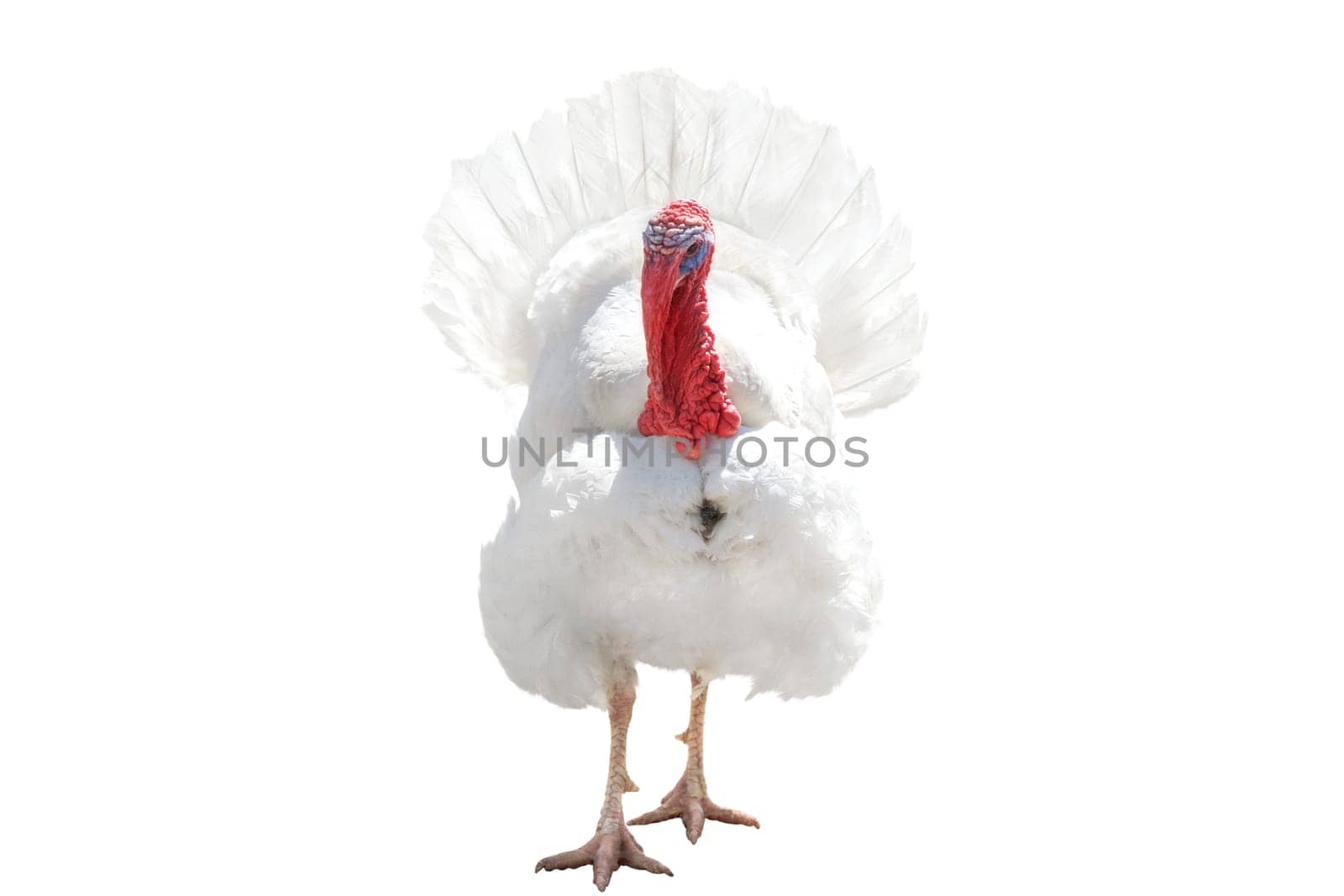 turkey in full growth isolated on white , Thanksgiving Day