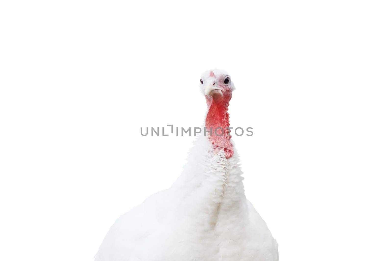 White turkey close up portrait isolated on white , Thanksgiving Day