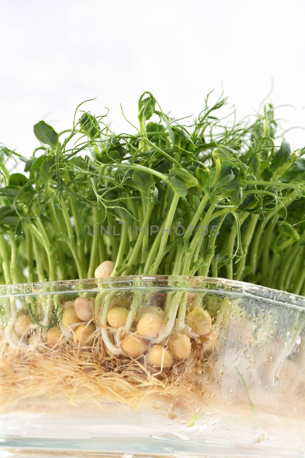 Sprouts of blue peas in a glass container, in dew. Eco-vegan bio-banner for a healthy way of living. Green natural texture background. Close-up.