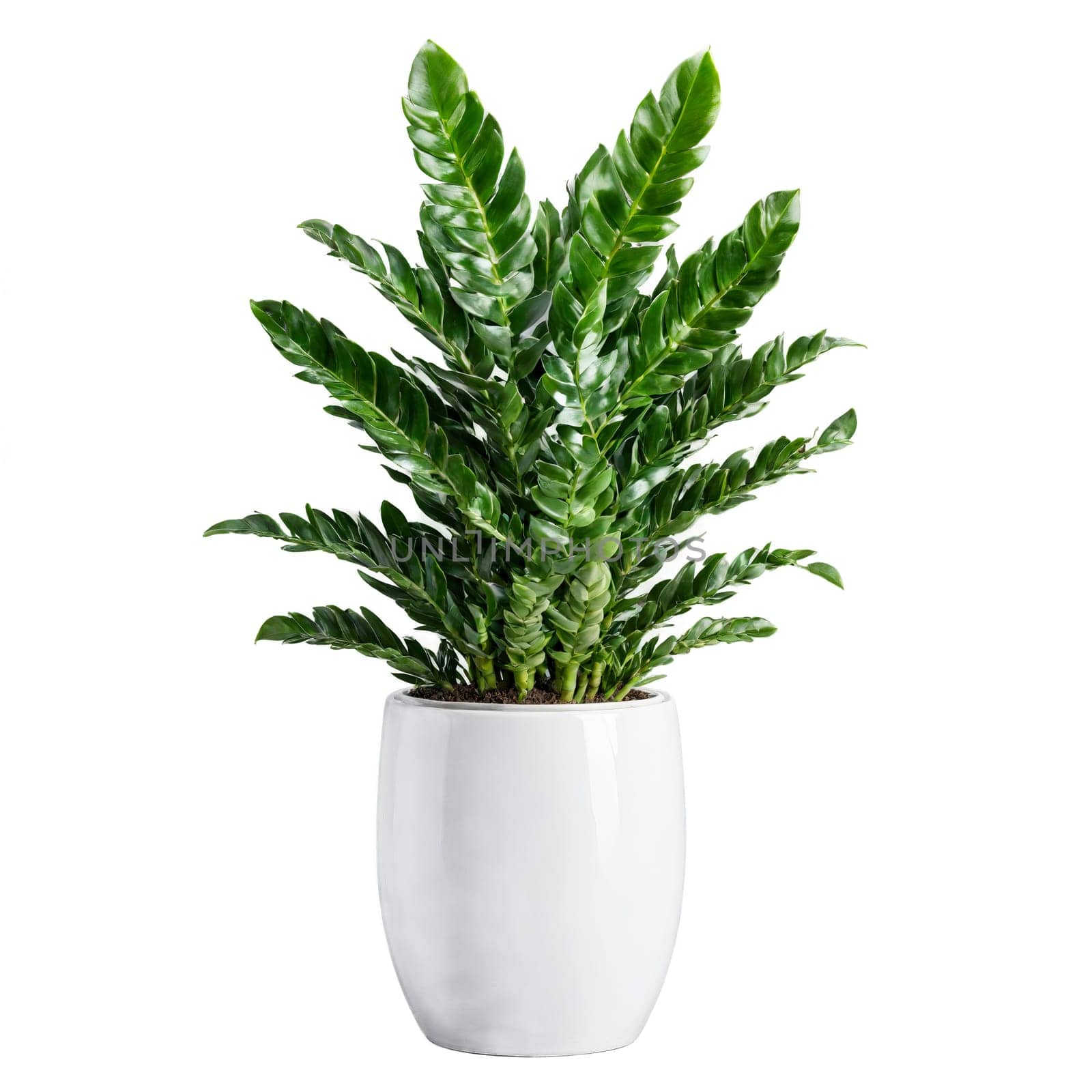 ZZ Plant dark green glossy leaves growing in a zigzag pattern sprouting from a sleek. Plants isolated on transparent background.