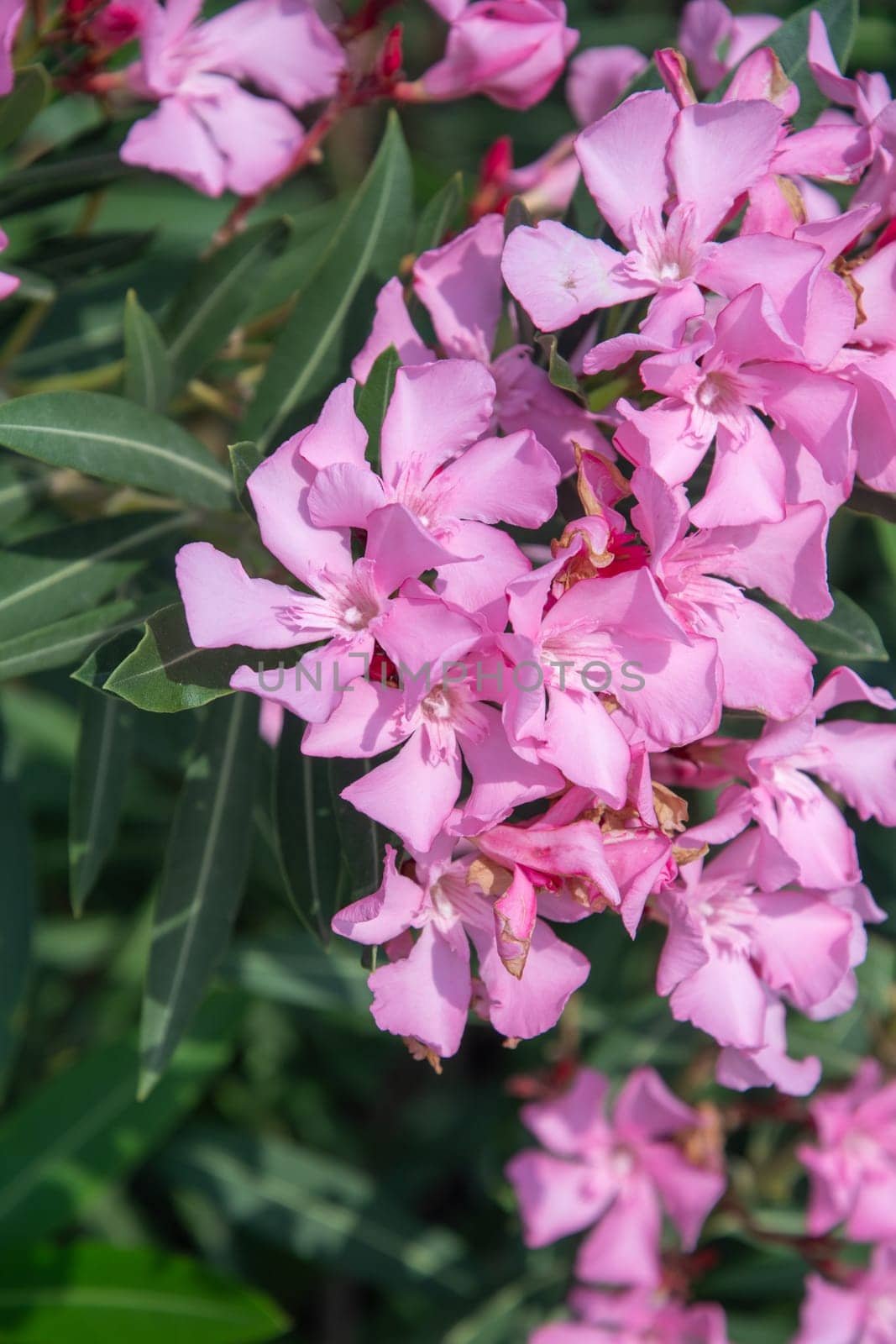 light pink flowers Nerium oleander,poisonous ornamental shrub containing oleandrin,cornerin ,cardiac glycosides, in case of poisoning there is disturbance in heart rhythm,natural floral background