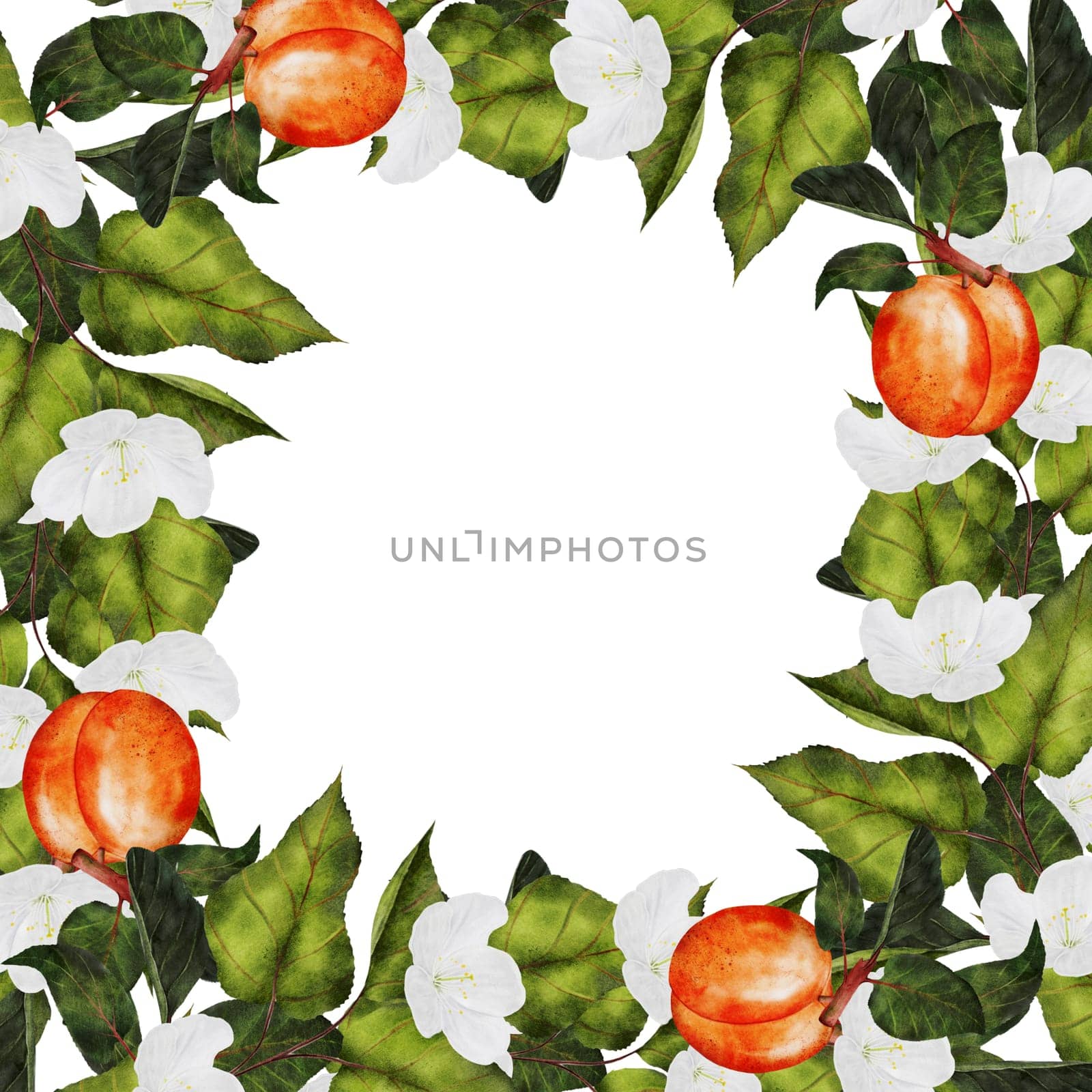 Apricot frame. Juicy watercolor illustration hand drawing of ripe fruit and flowers. Clip art on isolated white background. Ideal for logo, tags, stickers for natural food and cosmetics stores. High quality photo