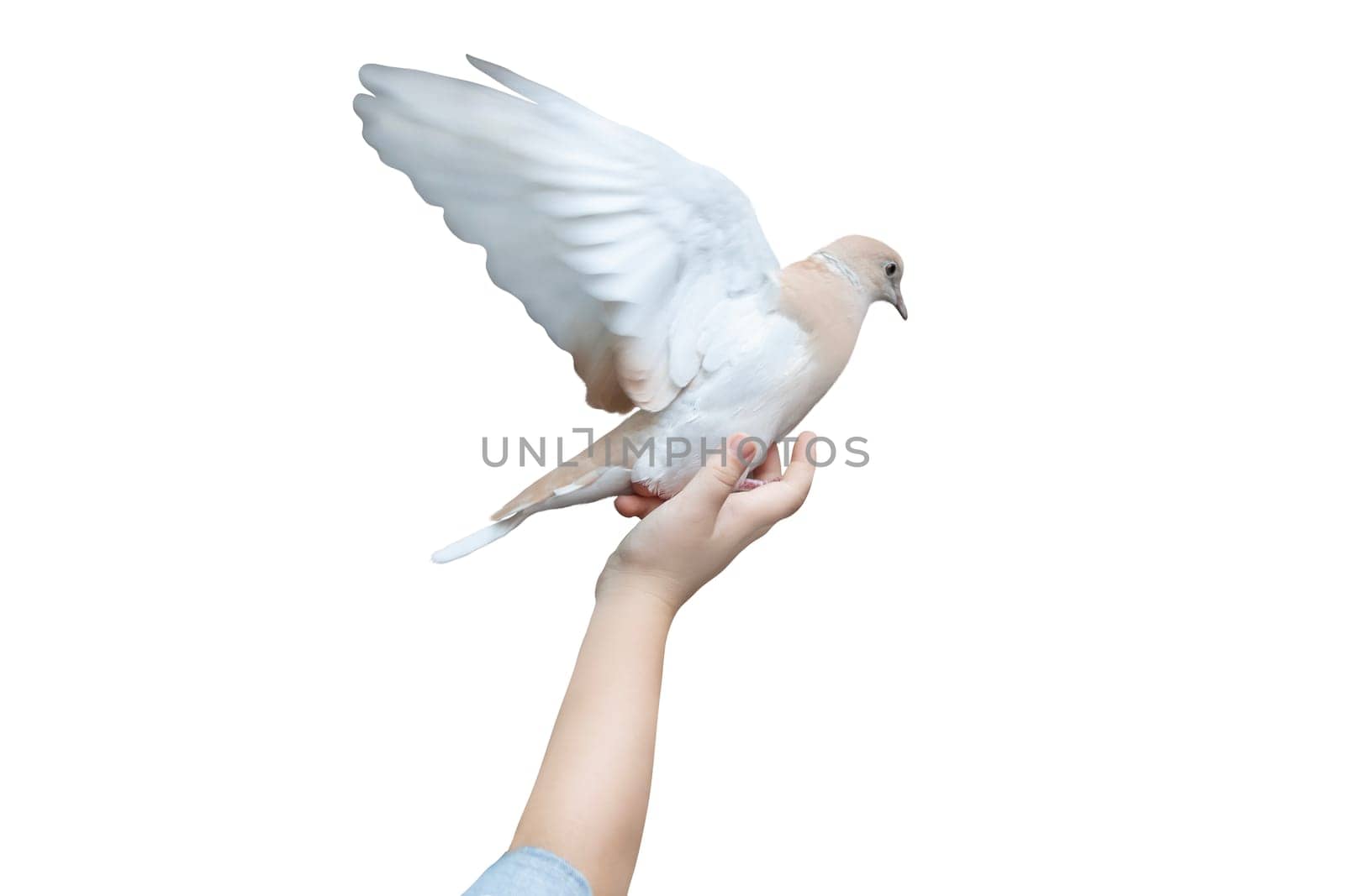 child's hand raises a dove isolate , birds