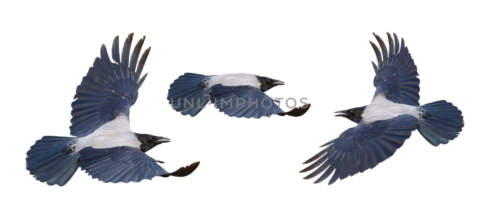 hooded crow in flight isolated on white , birds