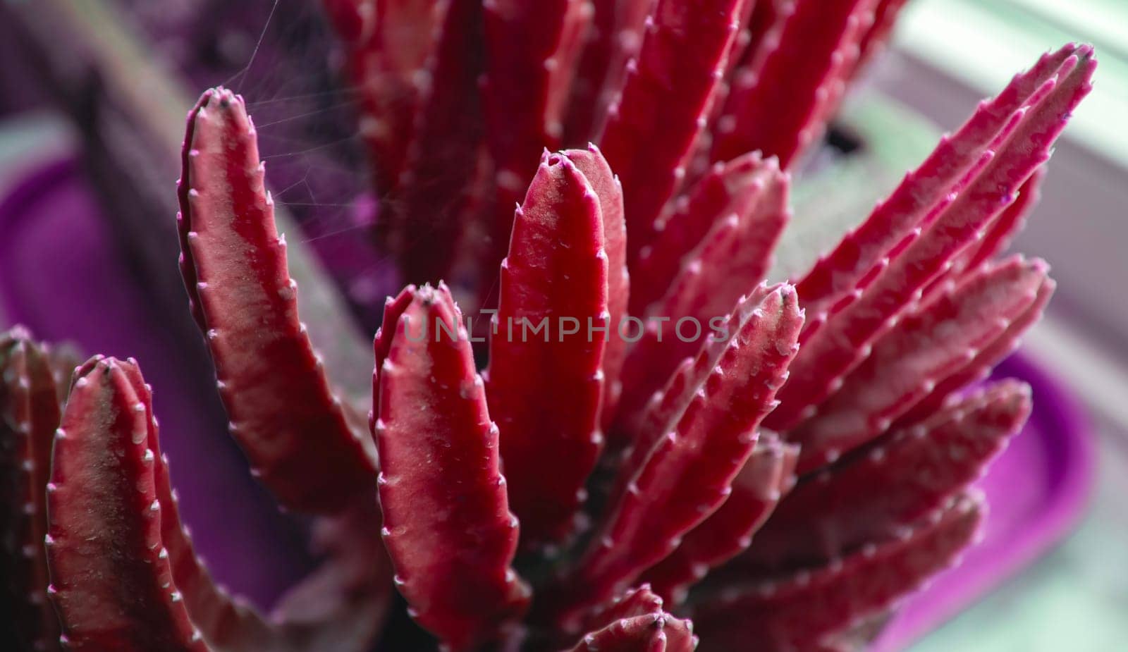 A close-up shot of a red cactus plant, showcasing its vibrant color and unique spiky texture. The cactus is growing indoors, likely in a pot, and bathed in soft light.