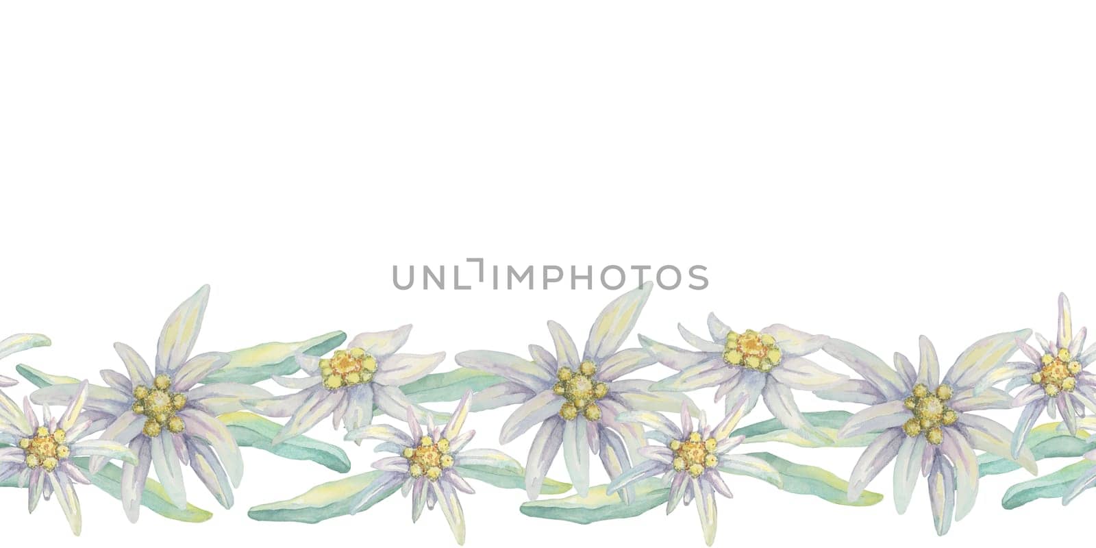 Edelweiss seamless border watercolor clipart featuring delicate white flowers with yellow centers and green leaves. Perfect for wedding invitations, stationery, and alpine-themed product packaging