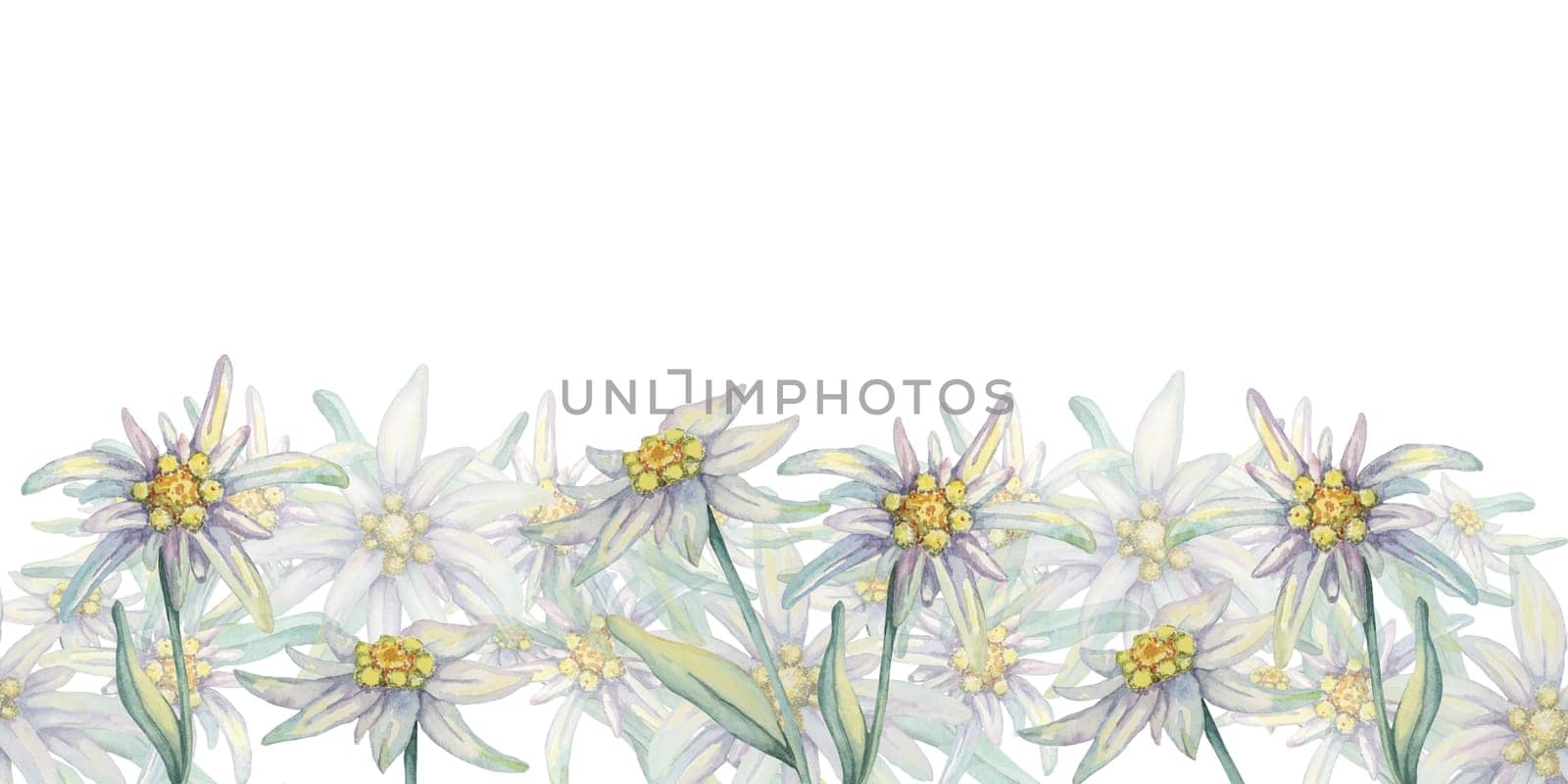Edelweiss seamless border watercolor clipart with design of flowers in white and yellow, set against a background of green leaves. Ideal for wrapping paper, book covers, or digital projects