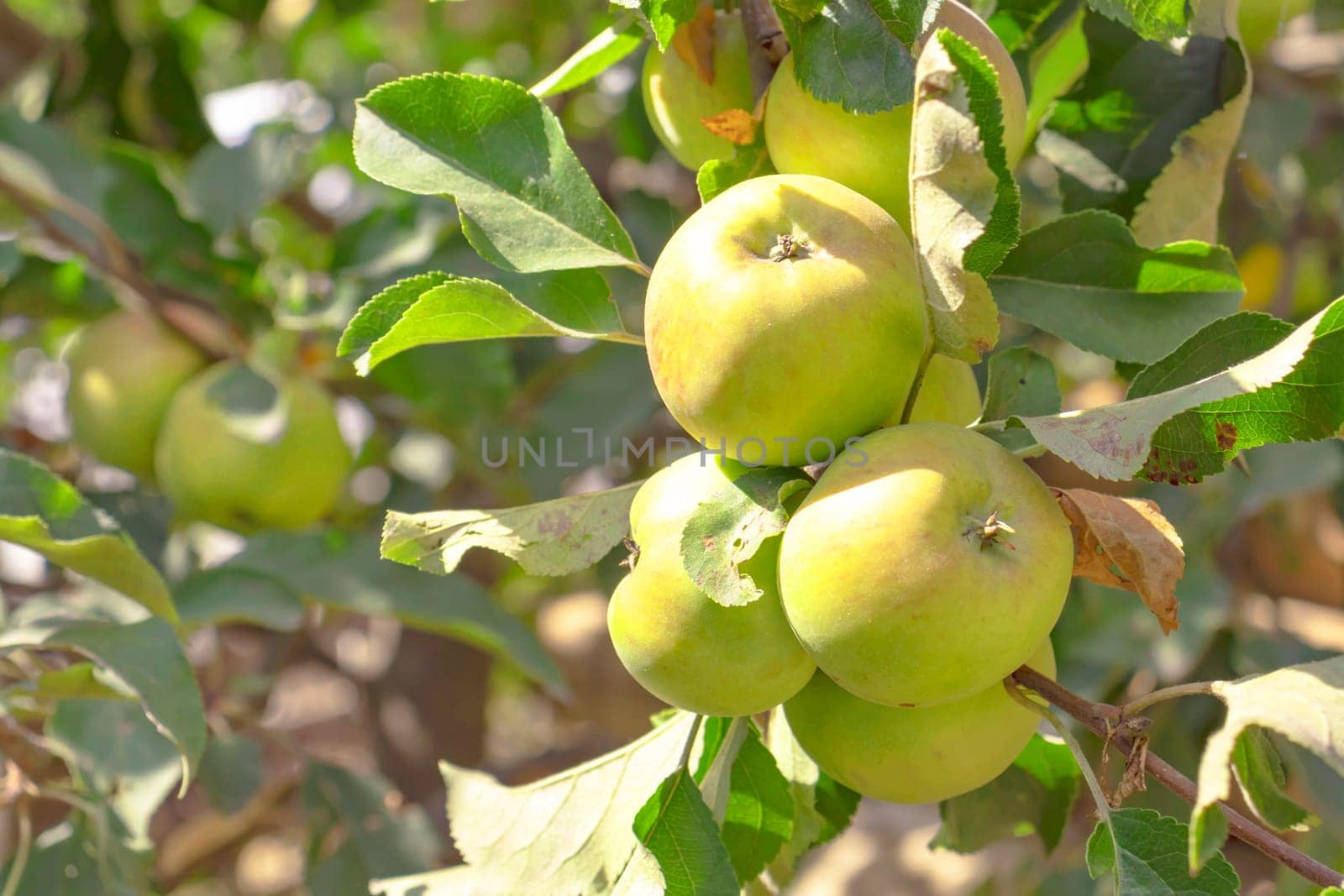 Fresh green apple background. Closeup of a bunch of bio organic apples.