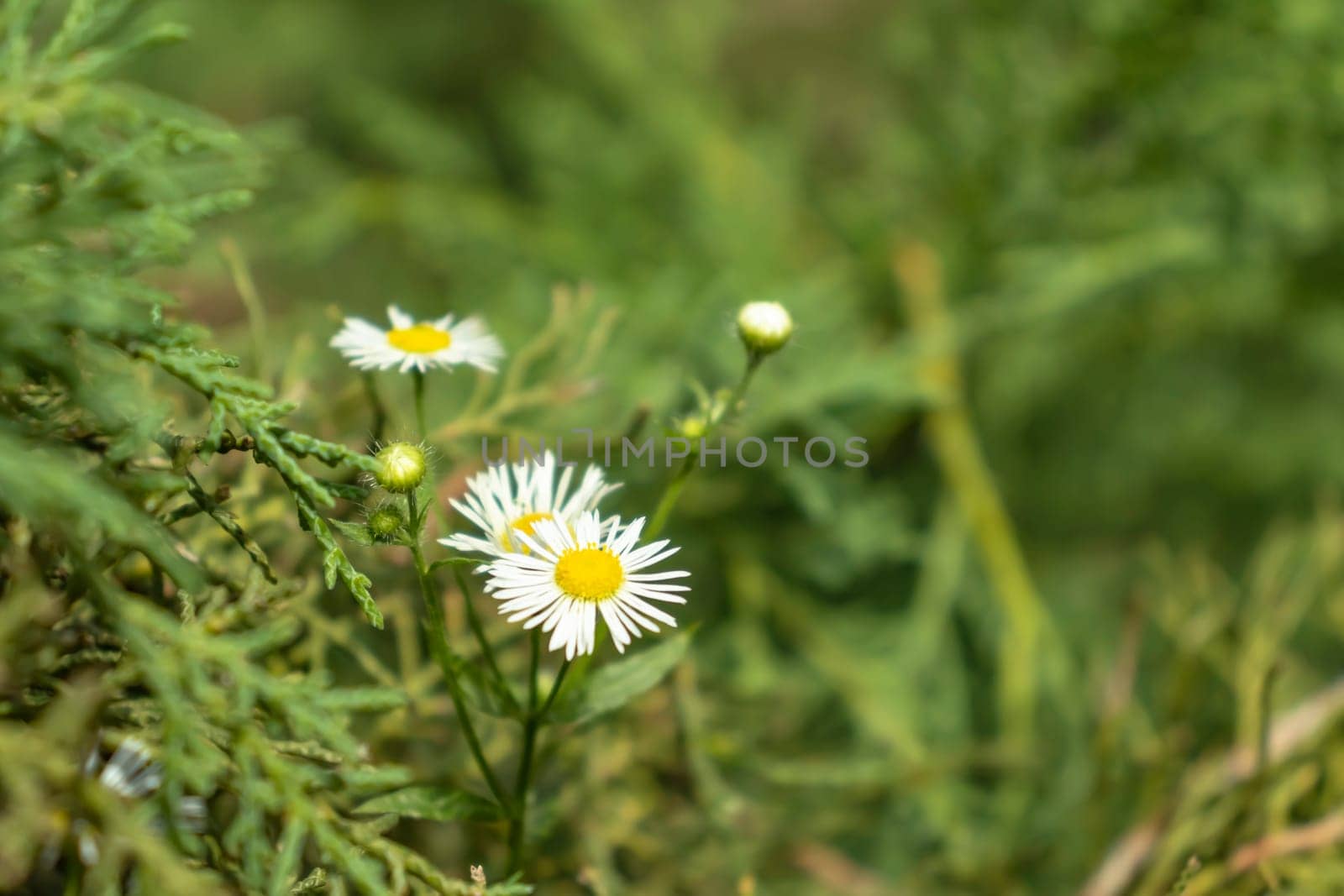 Camomile flower white in the garden.