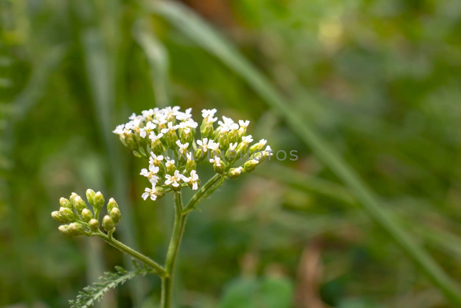 Small white flowers with green leaves in a garden, capturing the delicate beauty of blooming flora.