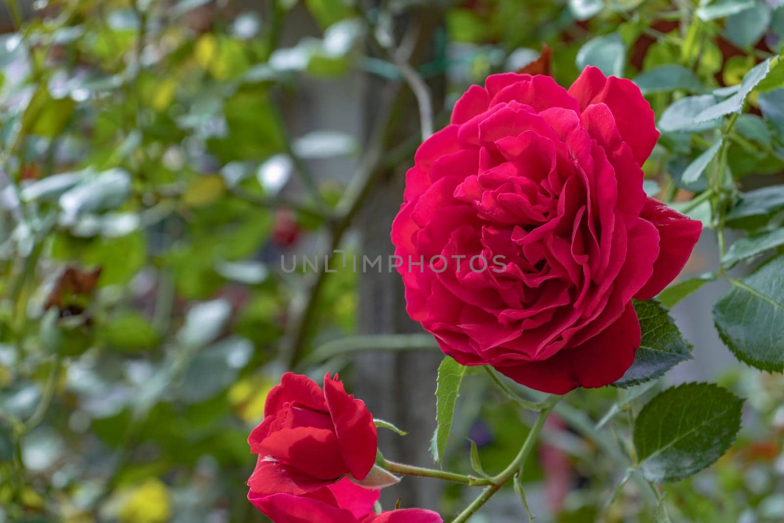 Close-up of a red rose with green leaves, highlighting its delicate petals and natural charm.