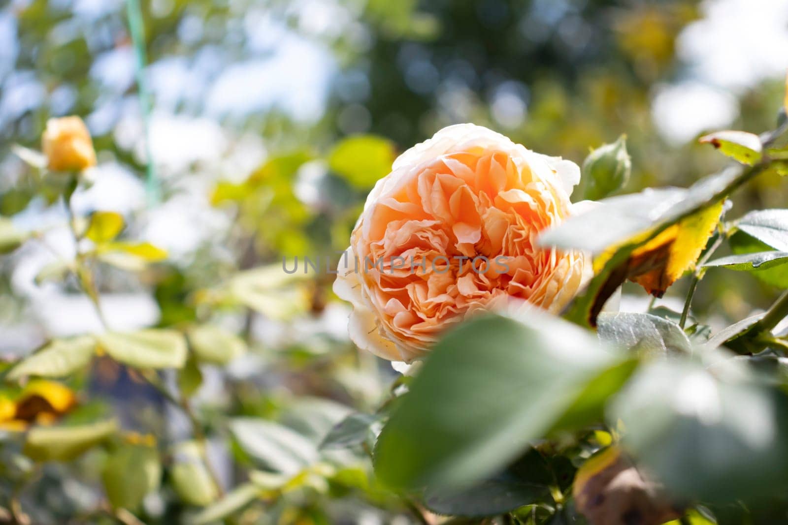 Close-up of a blooming yellow rose in a garden, showcasing its delicate petals and vibrant color.