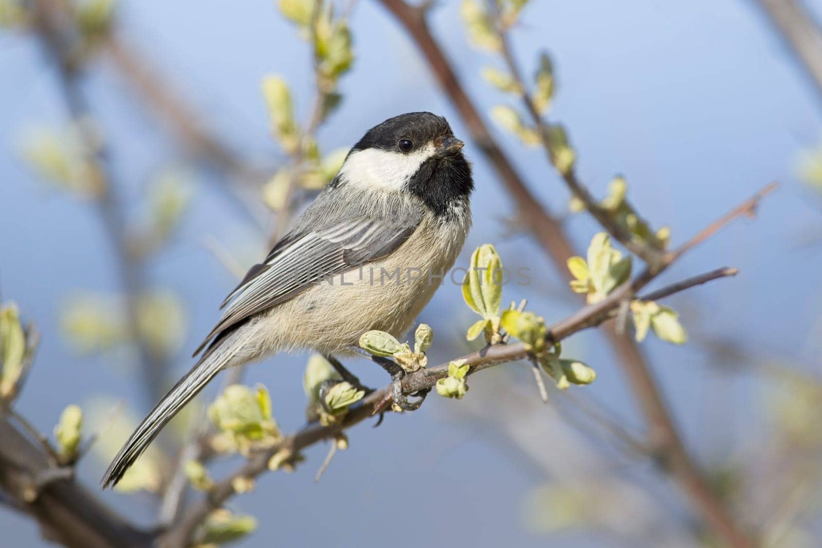 A close up of a small black capped chickadee perched on a small twig in Coeur d'Alene, Idaho.