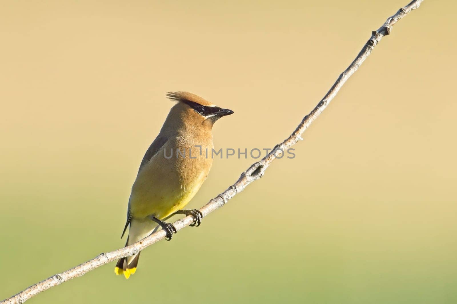 A pretty cedar waxwing bird is perched on a small branch in the morning near Liberty Lake, Washington.