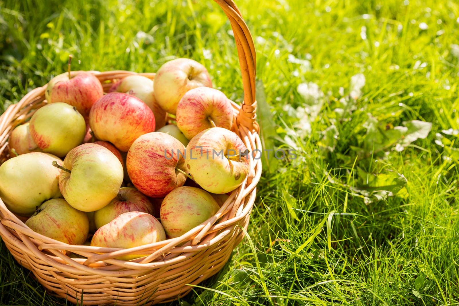 Red apples nature, wicker basket with fresh apples.