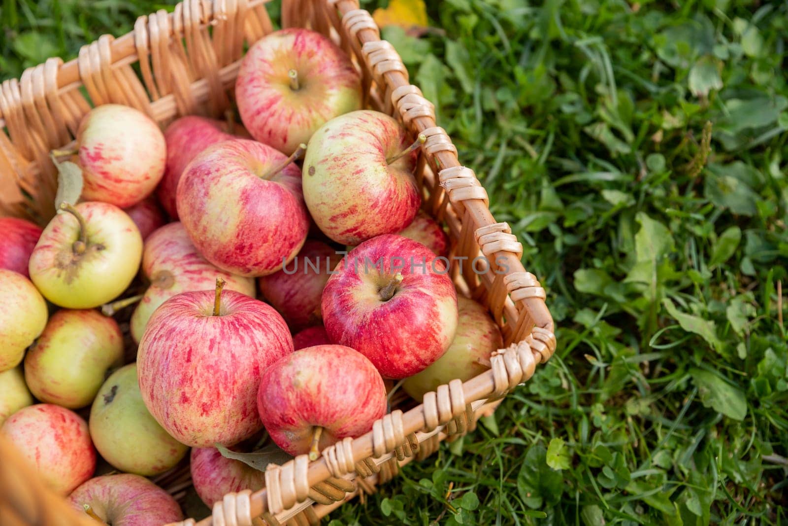 Red apples nature, wicker basket with fresh apples.
