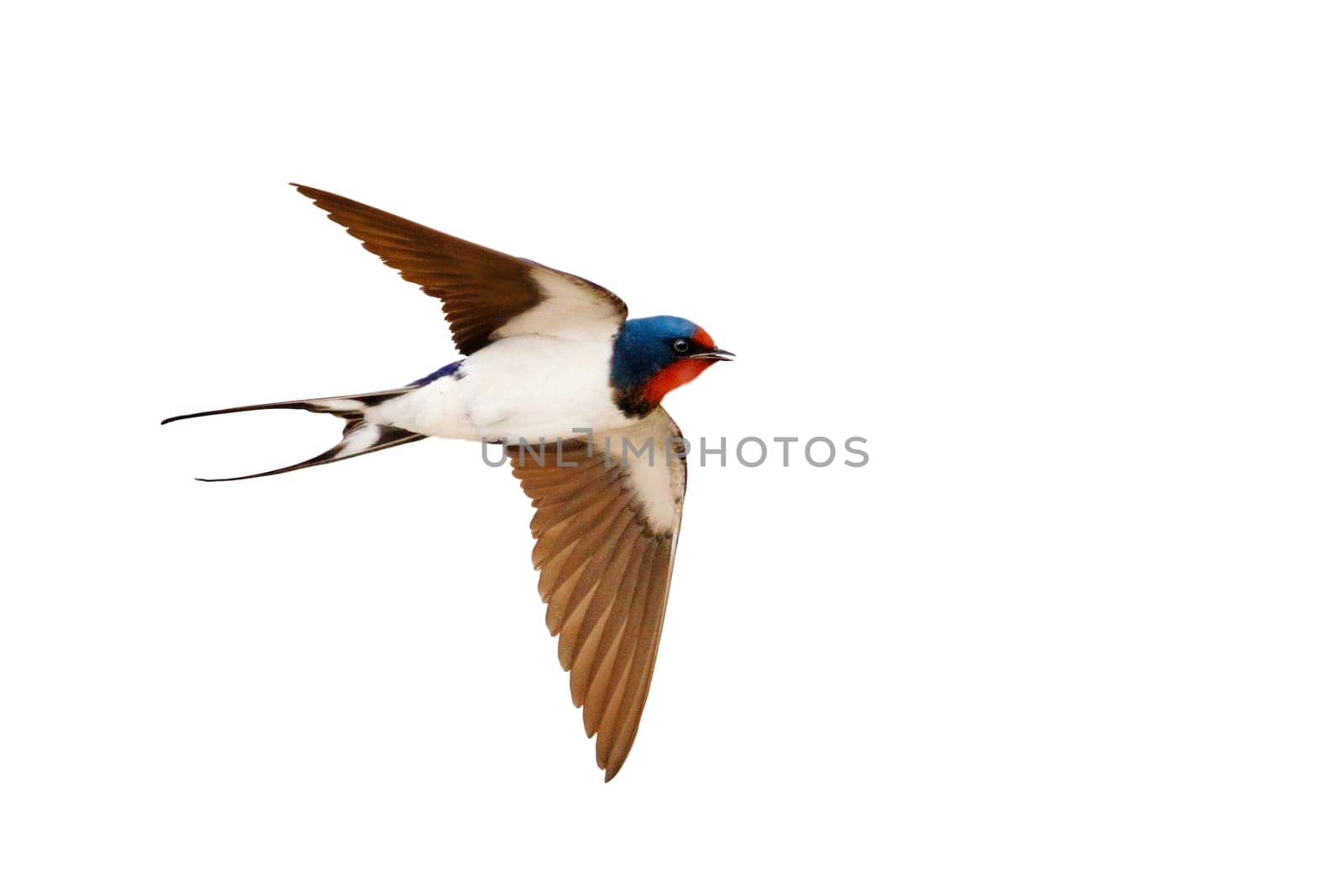 barn swallow, bird in flight isolated on white background, animals