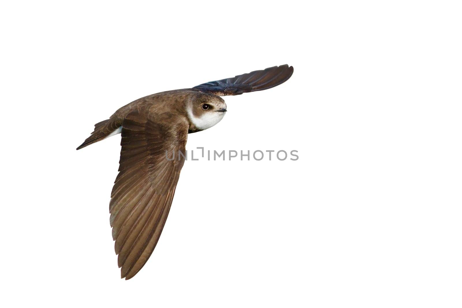 bird, sand martin, in flight isolated on white background, animals