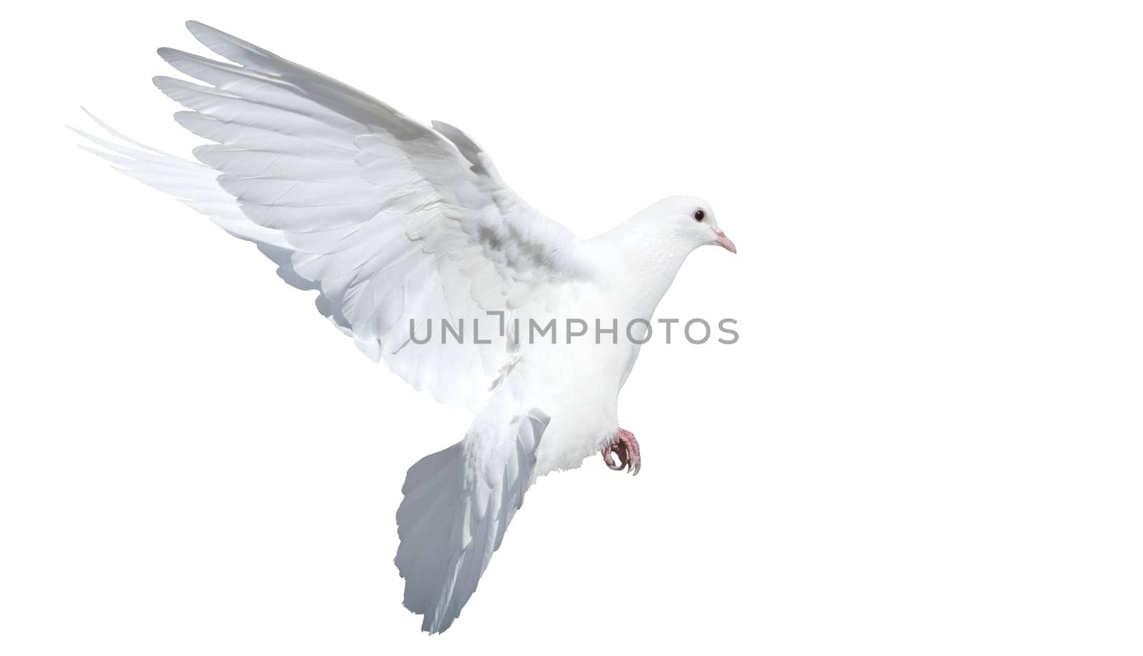 white dove in flight isolated on white , birds