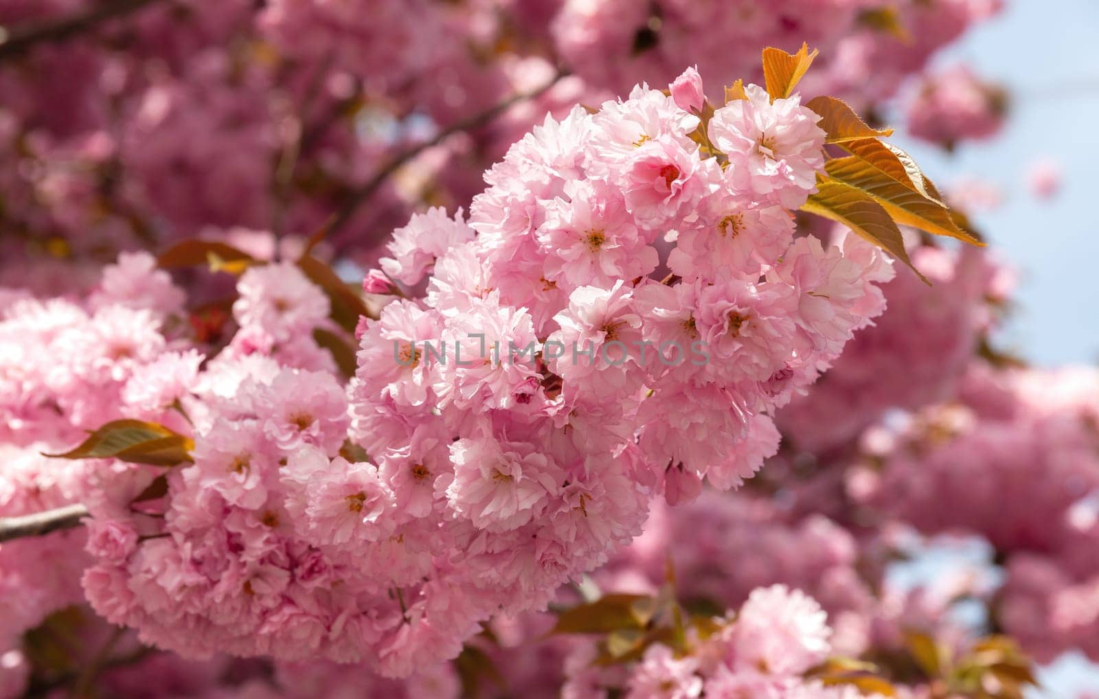 Sakura trees. Spring Cherry blossoms, pink flowers. Background with flowers on a spring time