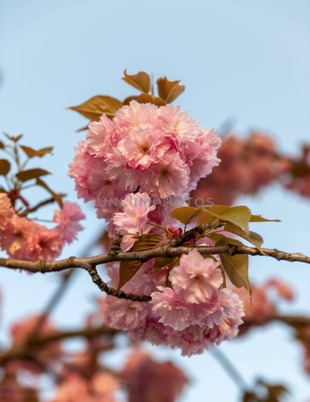 Sakura trees. Spring Cherry blossoms, pink flowers. Background with flowers on a spring time
