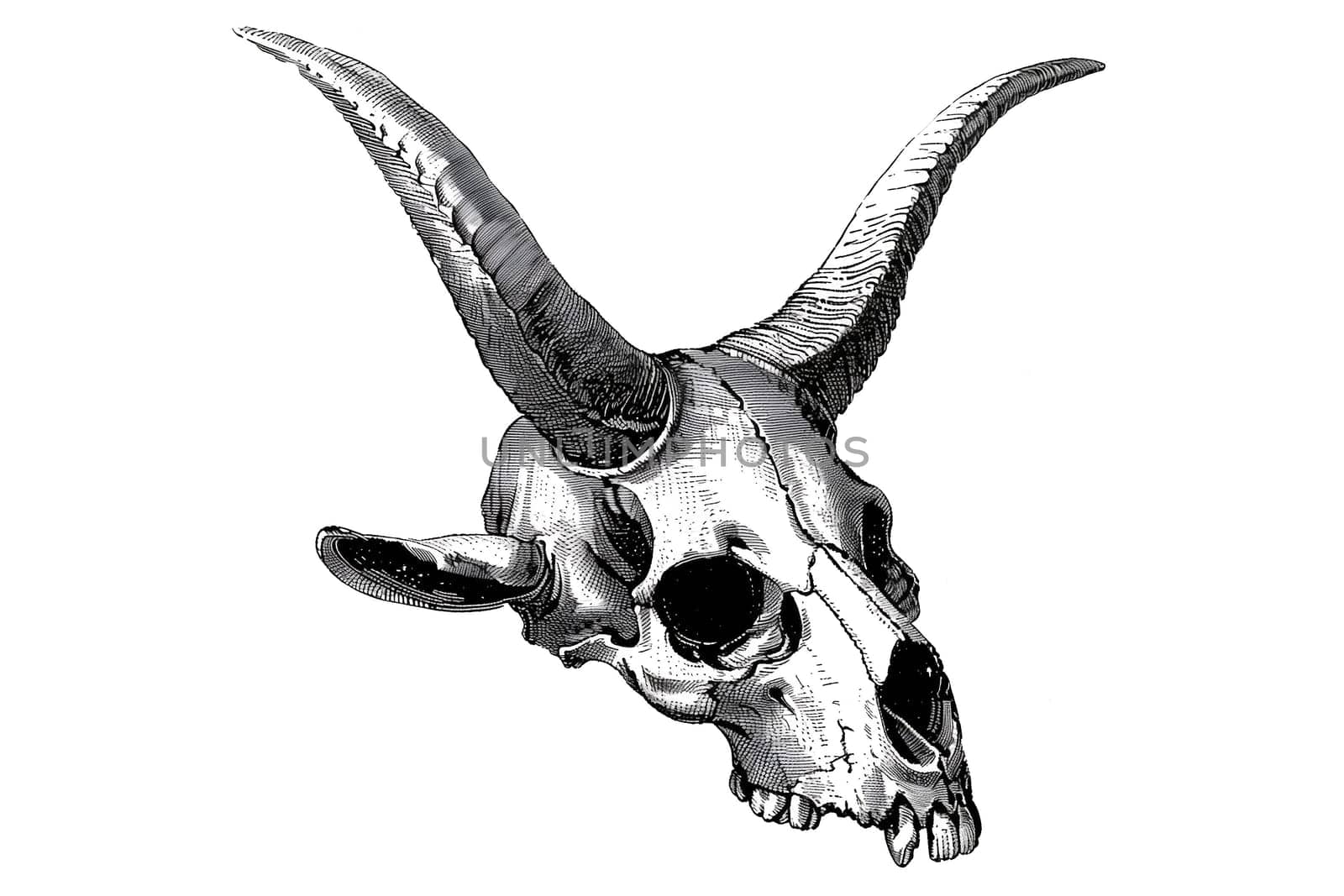 Black and White Vintage Hand Drawn Animal Skull cut out Illustration