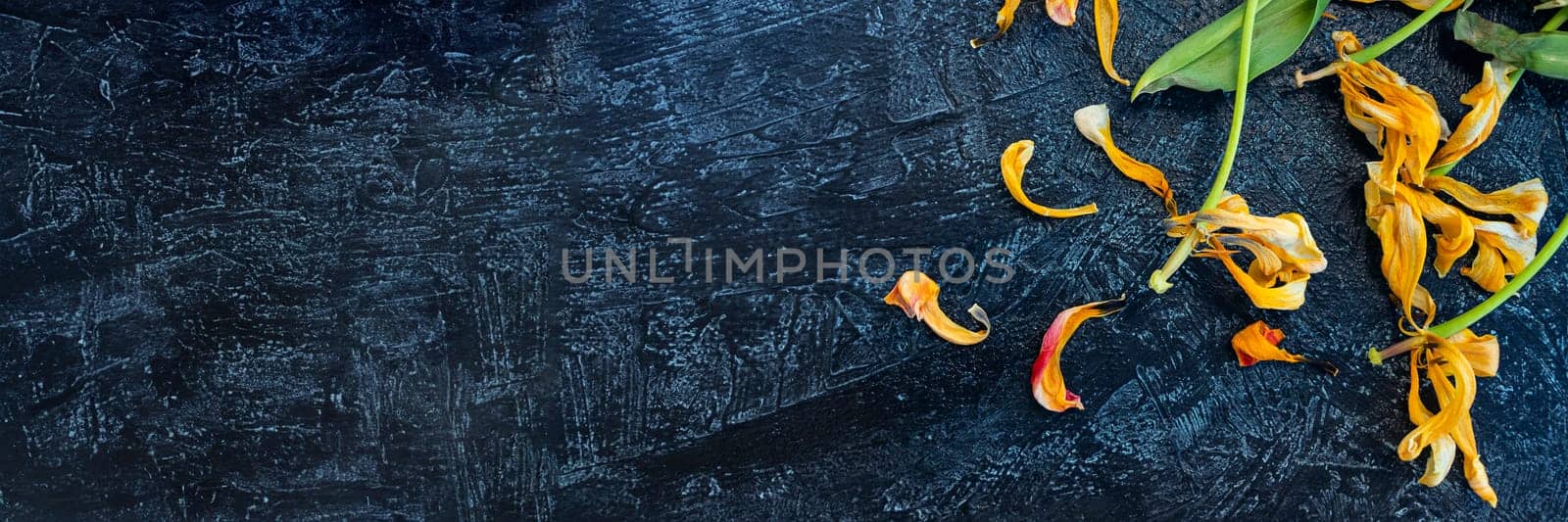 Banner of wilted yellow tulips on a black background. copy space,