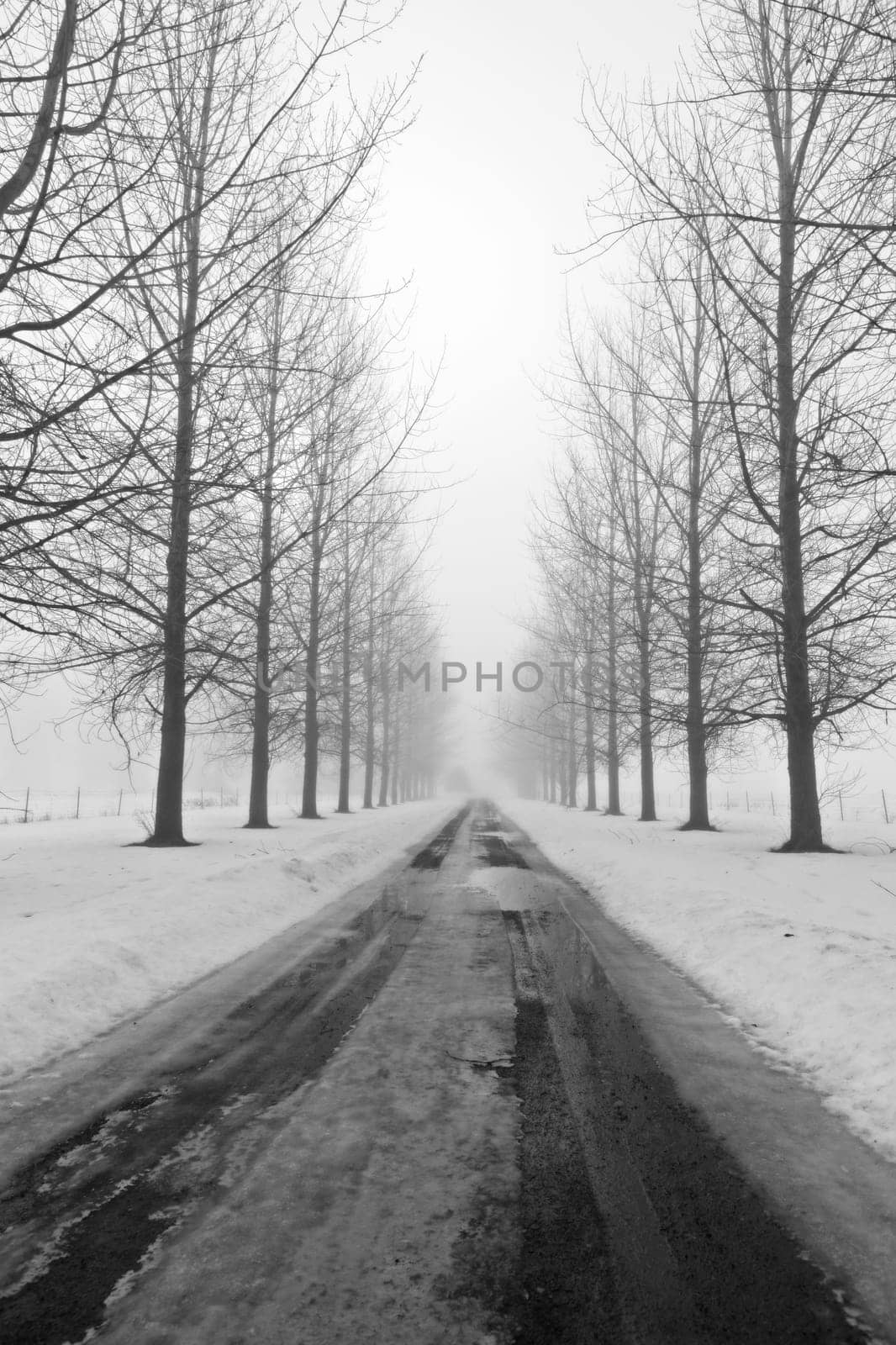 An icy lane in winter bordered by barren trees in north Idaho.