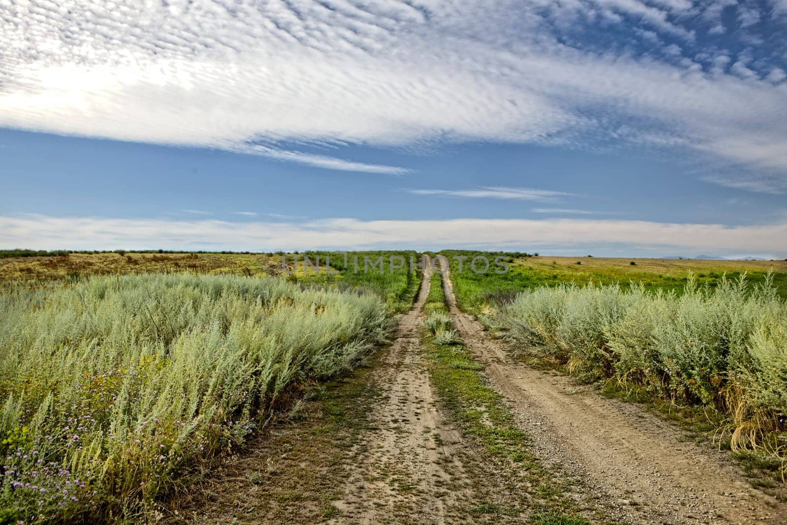 A small dirt road leads into the prairie setting in north Idaho.