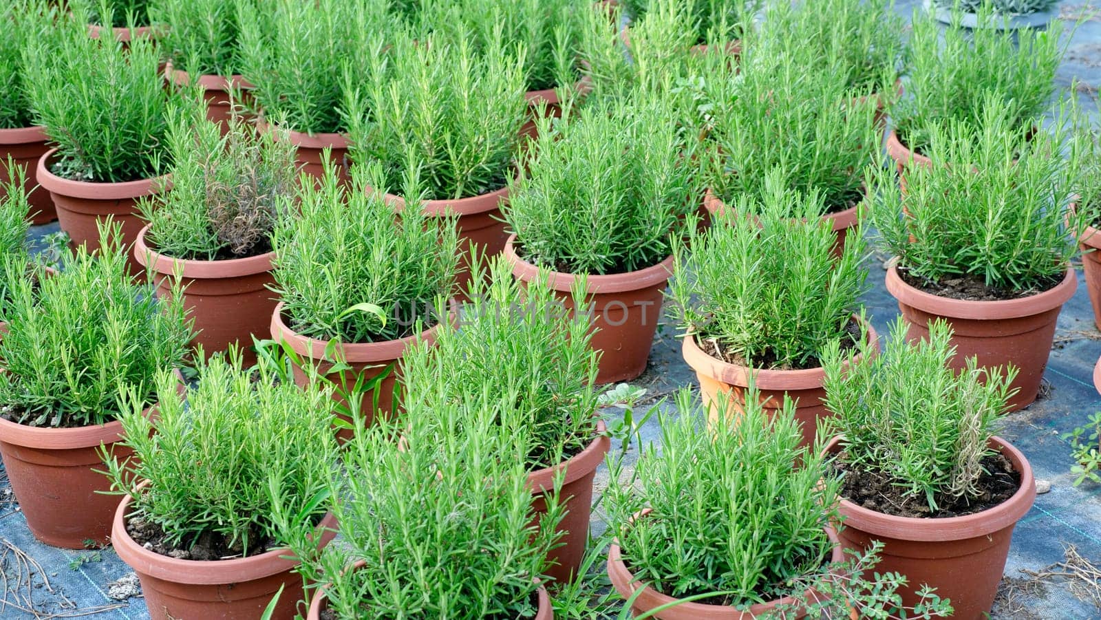 rosemary plant in pot in the natural herb farm nursery plant garden, little fresh rosemary herb is growing in a flower pot indoors