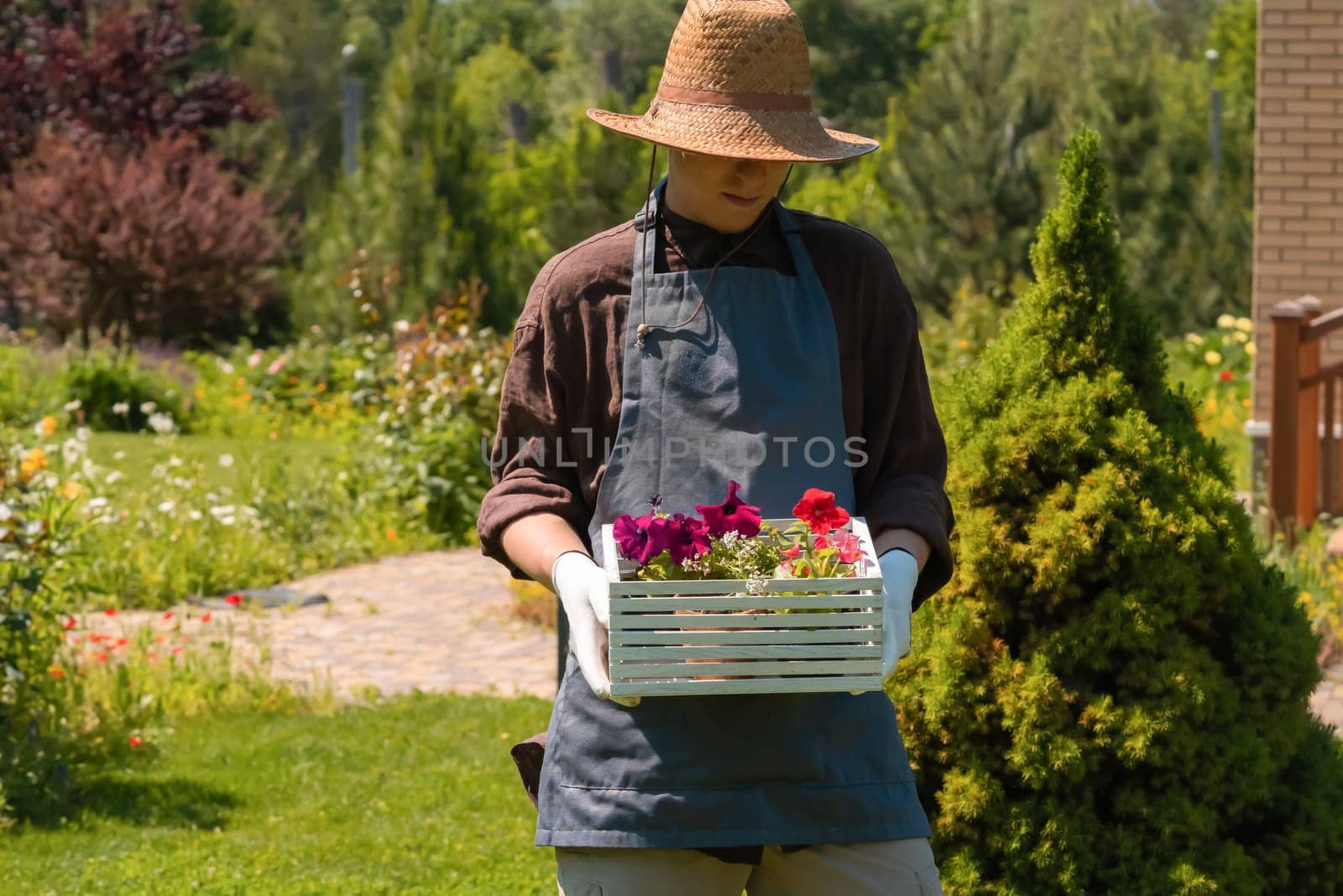 A young man in work gloves and straw hat holding a flower seedlings in a pot in a white wooden box. A professional gardener is going to plant petunia hybrida seedlings.