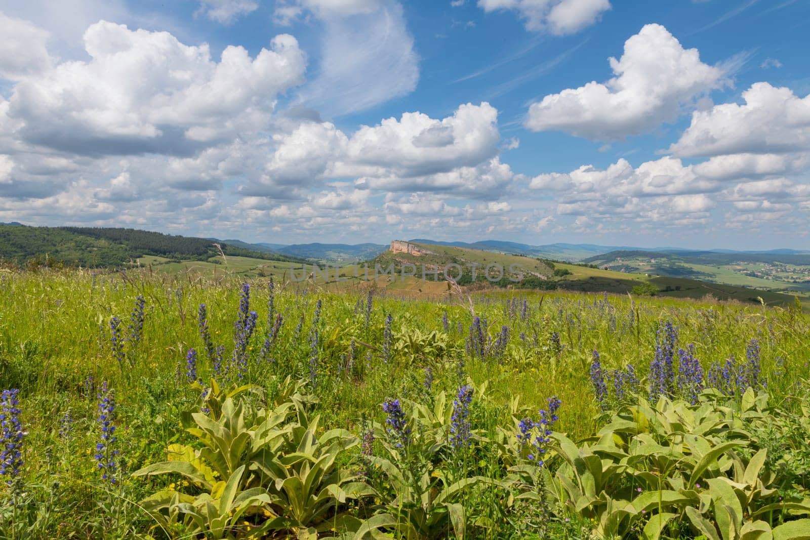 Environment of La Roche de Solutre with vineyards, and the giant rock to climb on the background, Burgundy, France with purple flowers