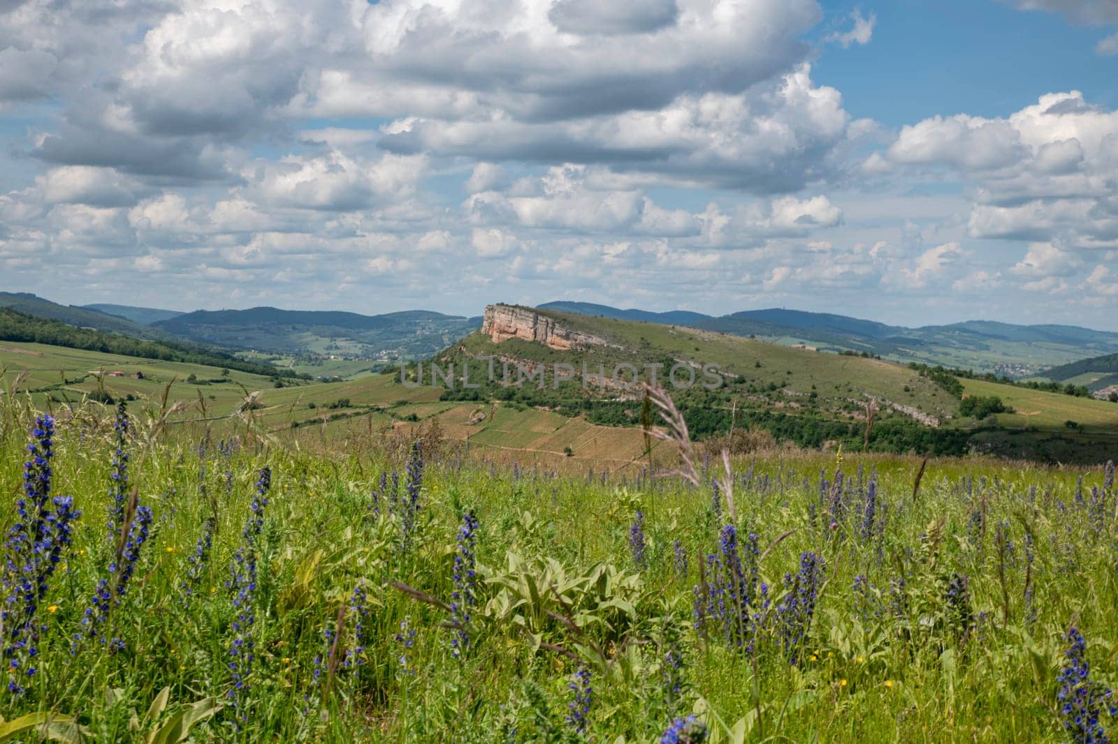 Environment of La Roche de Solutre with vineyards, and the giant rock to climb on the background, Burgundy, France with purple flowers