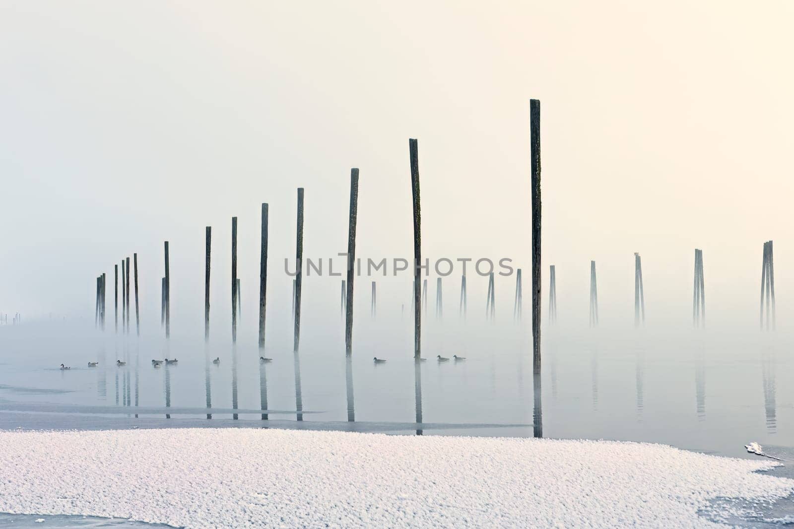 Geese swim on the calm water in a winter foggy landscape photo and pilings standing in the Pend Oreille River in northeast Washington state.