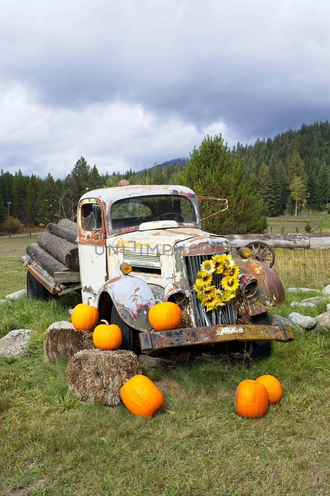 An old broken down antique truck sits in grass as a prop for decorations using flowers and pumpkins in north Idaho.