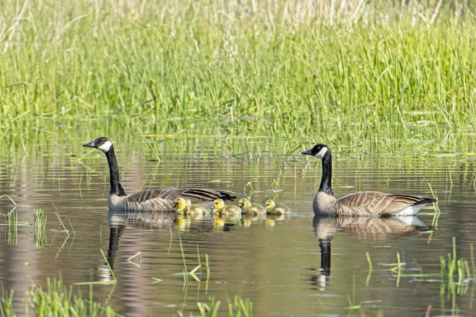 Two Canadian Geese swim with their goslings in a small pond at Turnbull Wildlife Refuge in Cheney, Washington.