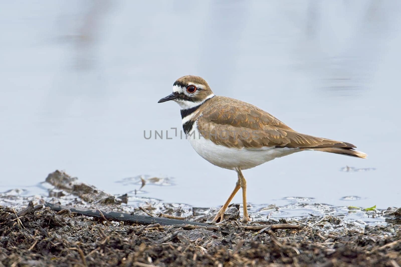 A small killdeer plover walks on dirt next to the calm pond near Liberty Lake, Washington.