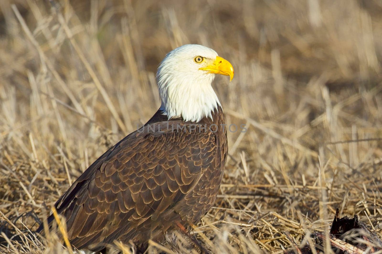 A close up of an American bald eagle resting on the ground in late winter in north Idaho.