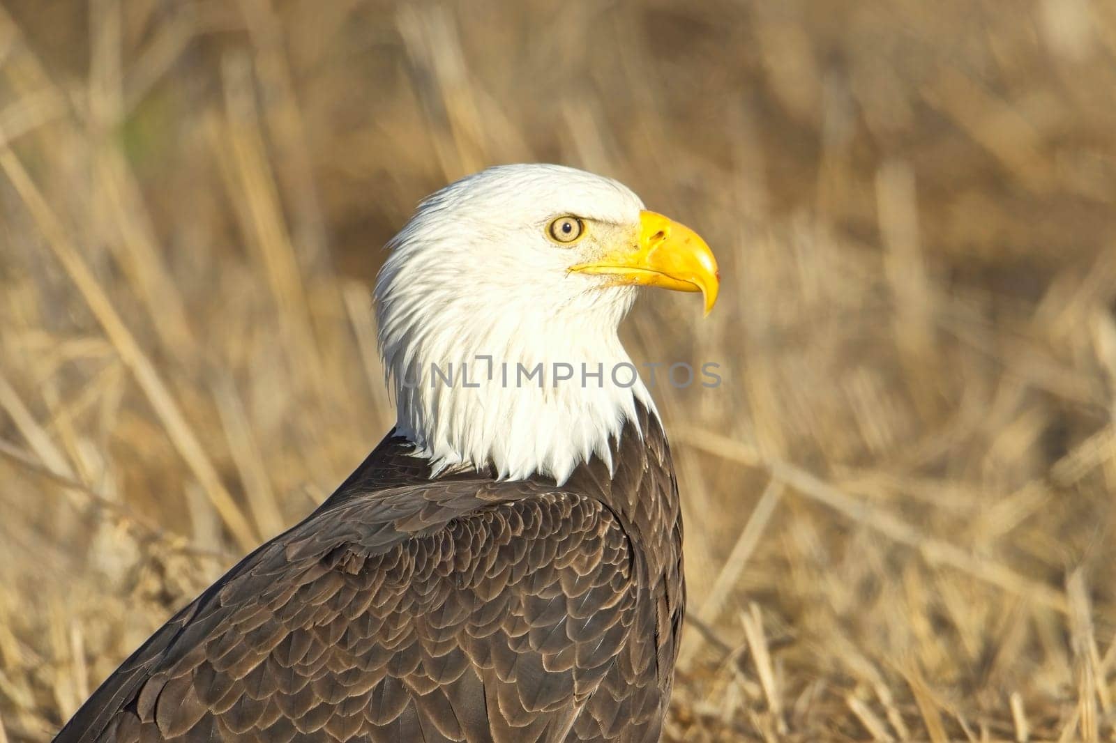 A close up of an American bald eagle resting on the ground in late winter in north Idaho.