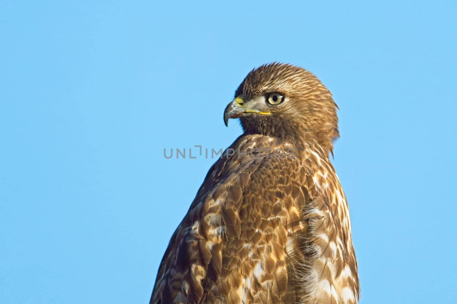 A close up portraiture of a red tailed hawk against a blue sky in eastern Washington.
