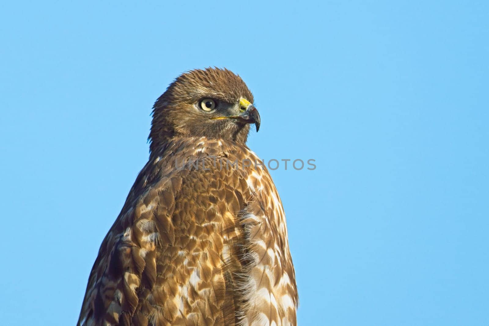 A close up portraiture of a red tailed hawk against a blue sky in eastern Washington.
