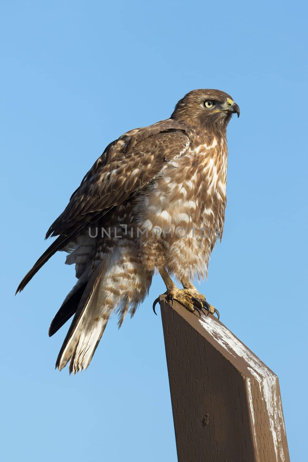 A close up of a red tailed hawk perched on a wooden post against a blue sky in eastern Washington.