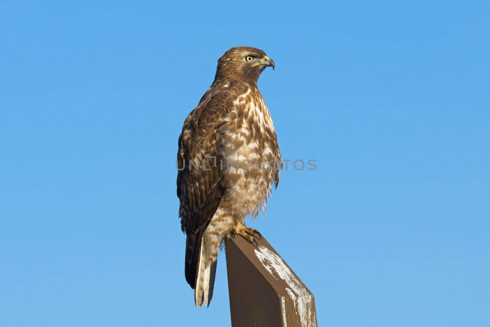 A close up of a red tailed hawk perched on a wooden post against a blue sky in eastern Washington.