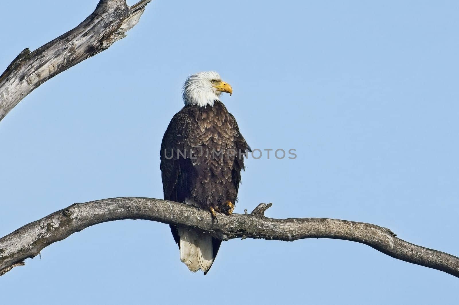 An adult American Bald Eagle is perched on a barren branch in Bonners Ferry, Idaho.