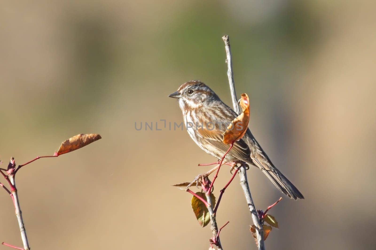 A cute song sparrow is perched on a twig near Hauser, Idaho.