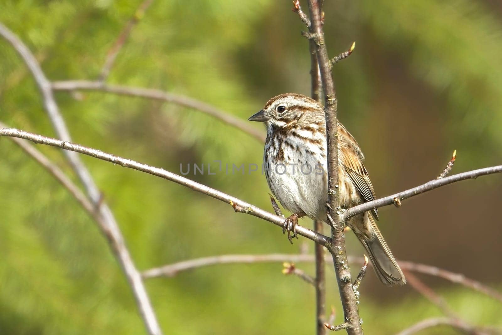 A small song sparrow perches on a small twig in north Idaho.