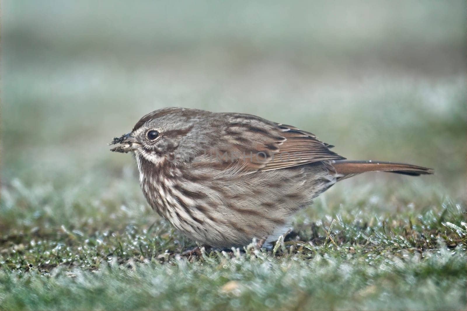 A small song sparrow walks on the ground foraging for food in north Idaho.
