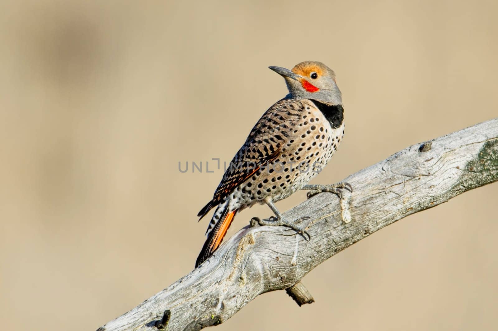 A northern flicker is perched on a barren branch at Turnbull Wildlife Refuge in Cheney, Washington.