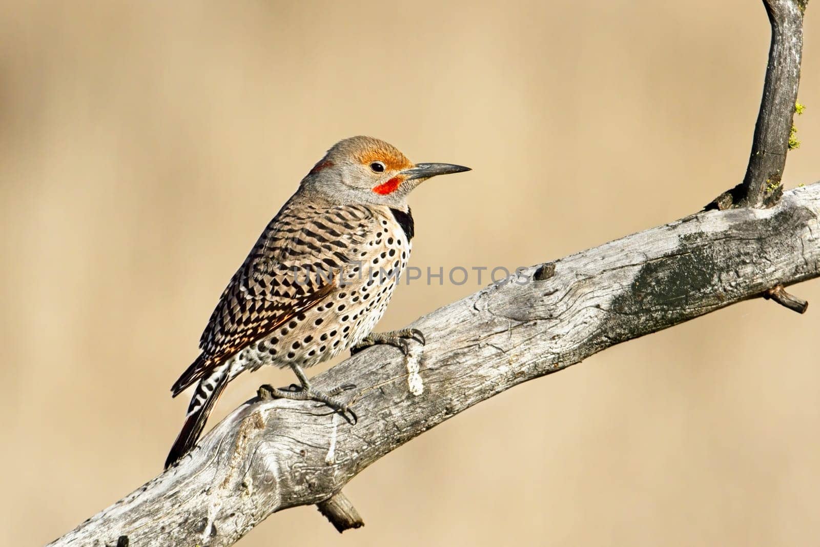 A northern flicker is perched on a barren branch at Turnbull Wildlife Refuge in Cheney, Washington.